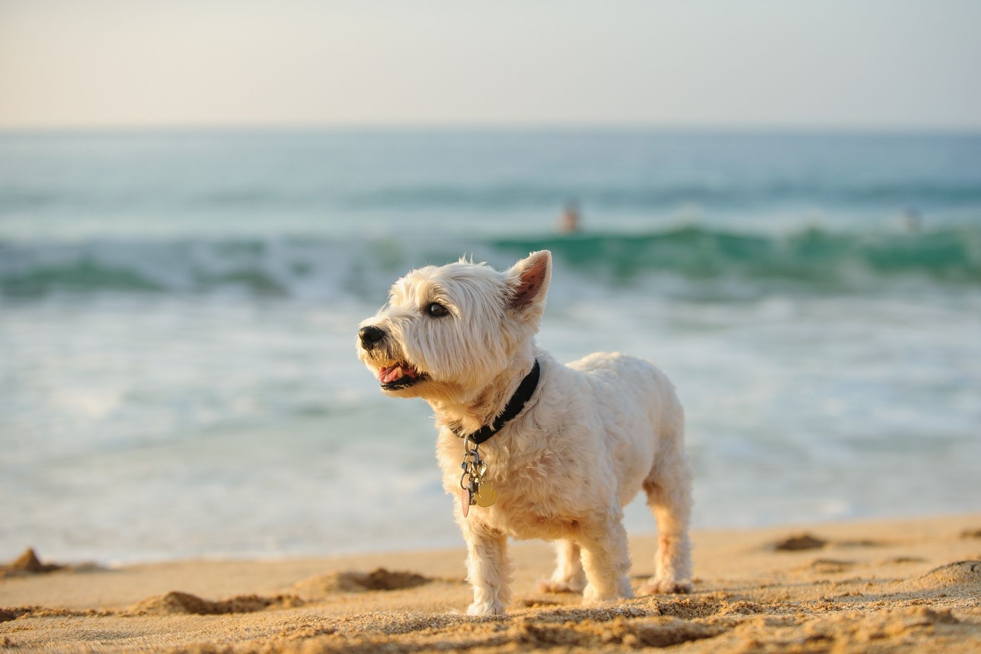 Hawaii Pet Travel Agreement Oswego Veterinary Hospital